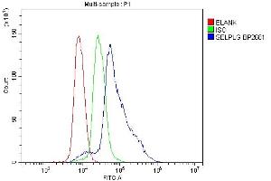 anti-Selectin P Ligand (SELPLG) (AA 18-397) antibody