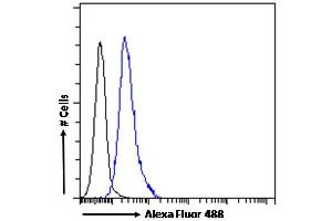 (ABIN263230) Flow cytometric analysis of paraformaldehyde fixed HEK293 cells (blue line), permeabilized with 0. (ABCA9 antibody  (Internal Region))