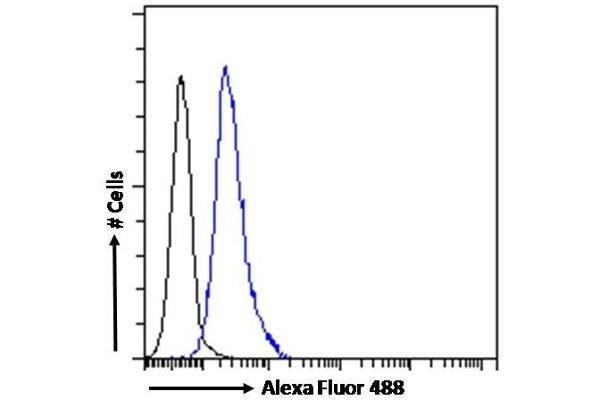 ABCA9 antibody  (Internal Region)