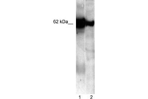 WB Suggested Anti-NUCB1 Antibody Titration:  5.