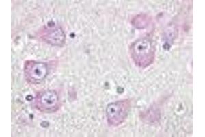 GPR19 antibody  (Cytoplasmic Domain)
