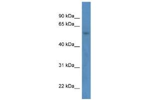 WB Suggested Anti-ZNF692 Antibody Titration:  0.