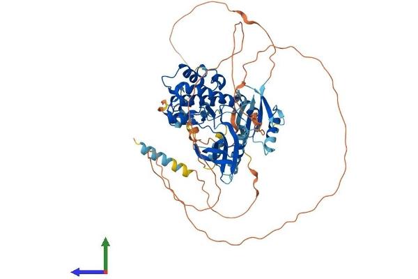 MAP3K2 Protein (AA 1-619) (His tag)