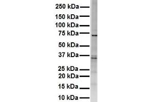 WB Suggested Anti-RHOT1 antibody Titration: 1 ug/mL Sample Type: HEK293 (RHOT1 antibody  (Middle Region))