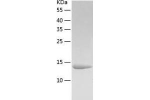 Western Blotting (WB) image for LSM4 Homolog, U6 Small Nuclear RNA Associated (LSM4) (AA 1-139) protein (His tag) (ABIN7289551) (LSM4 Protein (AA 1-139) (His tag))