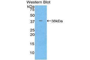 Western Blotting (WB) image for anti-Annexin A5 (ANXA5) (AA 1-321) antibody (ABIN3208961) (Annexin V antibody  (AA 1-321))