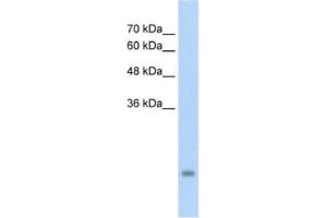 Western Blotting (WB) image for anti-Pregnancy Specific beta-1-Glycoprotein 3 (PSG3) antibody (ABIN2462607) (PSG3 antibody)