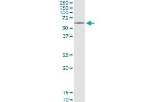 SLC22A8 MaxPab polyclonal antibody. (SLC22A8 antibody  (AA 1-542))