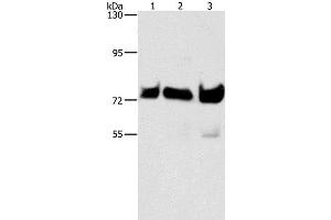 Western Blot analysis of Hela, Raji and 293T cell using BRAF Polyclonal Antibody at dilution of 1:500 (BRAF antibody)