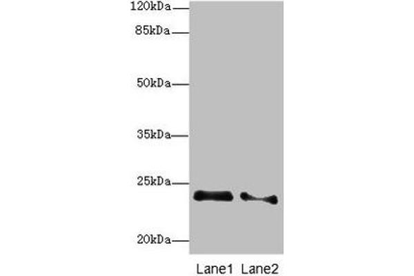 RRAS2 anticorps  (AA 1-204)