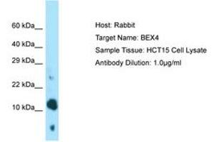 BEX4 antibody  (AA 28-77)