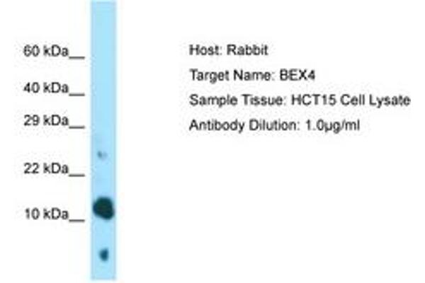 BEX4 Antikörper  (AA 28-77)