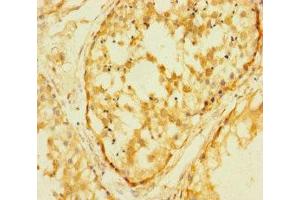 Immunohistochemistry of paraffin-embedded human testis tissue using ABIN7167879 at dilution of 1:100