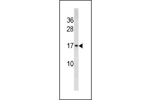 HIST1H3/2H3/3H3/H3F3 Antibody (N-term) (ABIN1881415 and ABIN2843251) western blot analysis in Hela cell line lysates (35 μg/lane). (HIST1H3/2H3/3H3/H3F3 (AA 28-57), (N-Term) antibody)