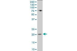 Lipocalin 1 antibody  (AA 24-120)