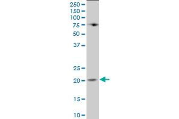 Lipocalin 1 antibody  (AA 24-120)