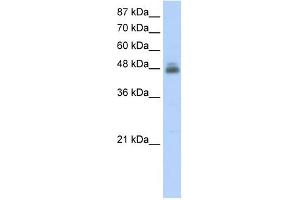 RBMS1 antibody used at 2.