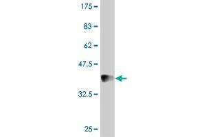 Western Blot detection against Immunogen (37 KDa) . (IDO1 antibody  (AA 304-403))