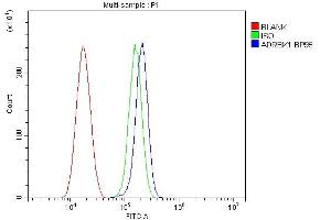 anti-Adrenergic, Beta, Receptor Kinase 1 (ADRBK1) antibody