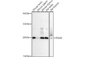 Western blot analysis of extracts of various cell lines, using ITGAE antibody (ABIN6132243, ABIN6142574, ABIN6142575 and ABIN6225261) at 1:500 dilution. (CD103 antibody  (AA 19-200))