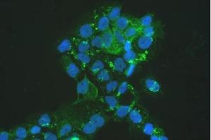 IF analysis of MVP using anti-MVP antibody (ABIN5692897). (MVP antibody  (AA 2-259))