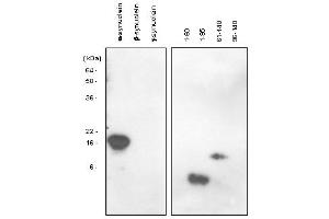 Western blot analysis: The recombinant human synuclein family (alpha-, beta- and gamma-) and alpha-synuclein domains (1-60, 1-95, 61-140 and 96-140) proteins were resolved by SDS-PAGE, transferred to PVDF membrane and probed with anti-alpha-Synuclein (61-95 aa) antibody (1:1,000). (SNCA antibody)