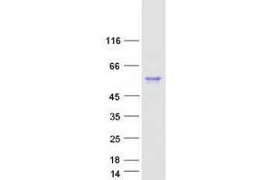 Validation with Western Blot (HSPA14 Protein (Transcript Variant 1) (Myc-DYKDDDDK Tag))