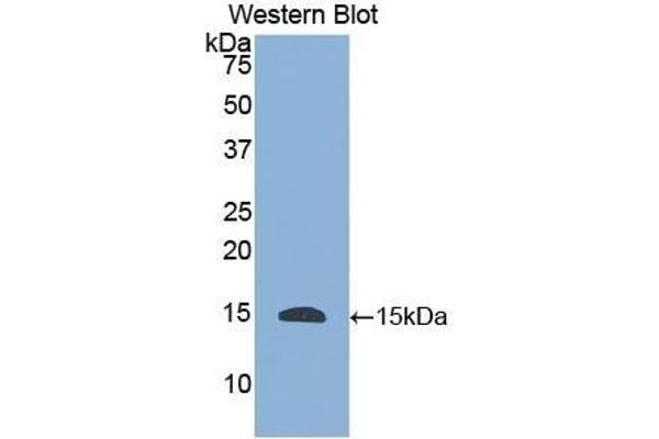 HTN1 antibody  (AA 20-57)