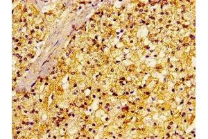 Immunohistochemistry of paraffin-embedded human adrenal gland tissue using ABIN7167390 at dilution of 1:100 (rala antibody  (AA 1-203))