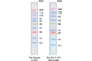 SDS-PAGE (SDS) image for BLUltra Prestained Protein Ladder (ABIN2868518) (BLUltra Prestained Protein Ladder)