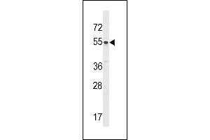 SRMS Antibody  (ABIN392109 and ABIN2841861) western blot analysis in HL-60 cell line lysates (35 μg/lane). (SRMS antibody  (C-Term))