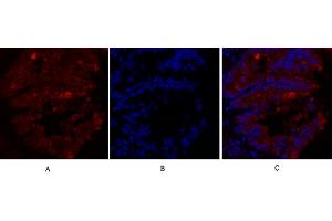 Immunofluorescence analysis of rat lung tissue. (Caveolin-1 antibody  (AA 100-180))