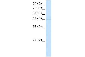 WB Suggested Anti-KLF4 Antibody Titration:  2. (KLF4 antibody  (N-Term))