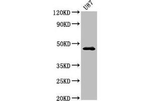 Western Blot Positive WB detected in: U87 whole cell lysate All lanes: NTSR2 antibody at 3. (NTSR2 antibody  (AA 359-410))