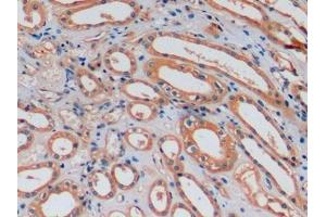 Detection of OC in Human Kidney Tissue using Monoclonal Antibody to Osteocalcin (OC) (Osteocalcin antibody  (AA 21-99))