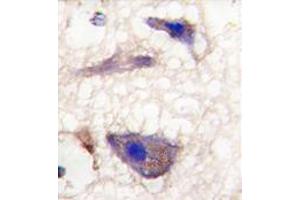 Formalin-fixed and paraffin-embedded human brain tissue reacted with Nptx1 Antibody (C-term), which was peroxidase-conjugated to the secondary antibody, followed by DAB staining. (NPX1 antibody  (C-Term))