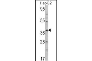 Western blot analysis of AMT Antibody in HepG2 cell line lysates (35ug/lane) (Aminomethyltransferase antibody  (N-Term))
