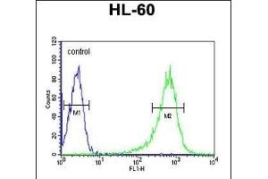 RGS1 Antibody (N-term) (ABIN652704 and ABIN2842468) flow cytometric analysis of HL-60 cells (right histogram) compared to a negative control cell (left histogram).