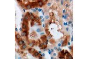 Immunohistochemical analysis of MOCS3 staining in mouse kidney formalin fixed paraffin embedded tissue section.