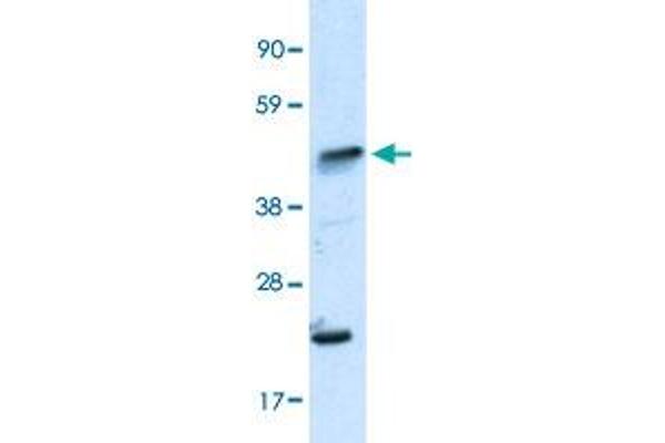 IKZF5 antibody  (N-Term)