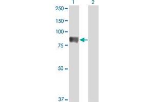 TIAM2 antibody  (AA 527-624)