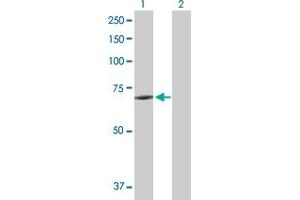 Western Blot analysis of KCNK10 expression in transfected 293T cell line by KCNK10 MaxPab polyclonal antibody.