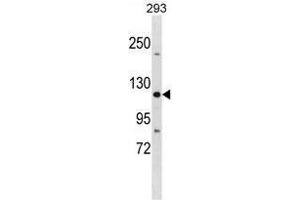 TJP3 Antibody (N-term) western blot analysis in 293 cell line lysates (35 µg/lane). (TJP3 antibody  (N-Term))