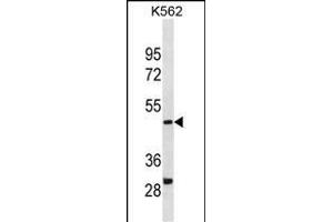 DHODH Antibody (Center) (ABIN1881259 and ABIN2838399) western blot analysis in K562 cell line lysates (35 μg/lane). (DHODH antibody  (AA 166-194))