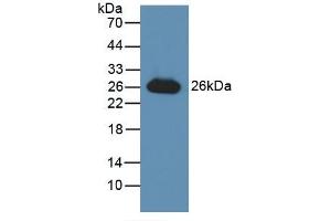 Detection of Recombinant GSTa3, Human using Polyclonal Antibody to Glutathione S Transferase Alpha 3 (GSTa3) (GSTA3 antibody  (AA 1-222))