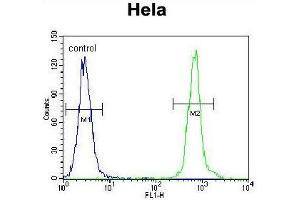 ZNF384 Antibody (C-term) flow cytometric analysis of Hela cells (right histogram) compared to a negative control cell (left histogram). (ZNF384 antibody  (C-Term))