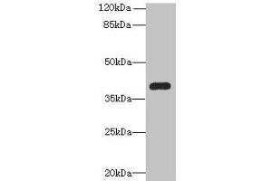 Western blot All lanes: PNMA1 antibody at 4 μg/mL + Mouse brain tissue Secondary Goat polyclonal to rabbit IgG at 1/10000 dilution Predicted band size: 40 kDa Observed band size: 40 kDa (PNMA1 antibody  (AA 151-353))
