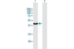 Western Blot analysis of ARFIP2 expression in transfected 293T cell line by ARFIP2 MaxPab polyclonal antibody.