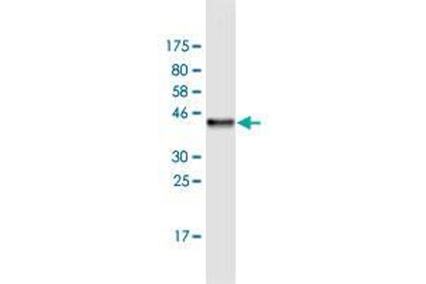 CBLL1 antibody  (AA 1-100)