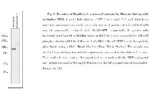 Western Blotting (WB) image for anti-Nucleoporin 98kDa (NUP98) (AA 1-466) antibody (ABIN2452066)